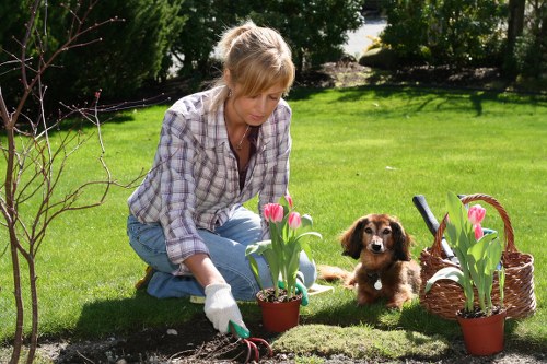 Professional landscaping services in action